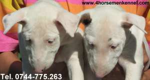 Pui Bull Terrier de vanzare in canisa Four HorseMen
