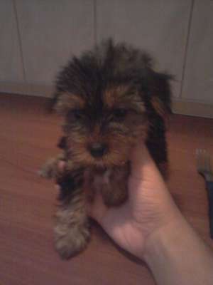 yorkshire terrier toy,  2 luni