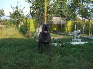cane corso pt monta