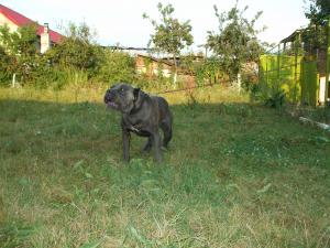 cane corso pt monta