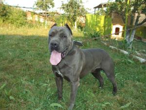 cane corso pt monta