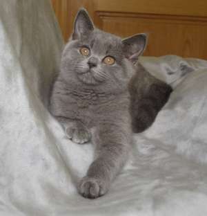 vand pui british shorthail blue