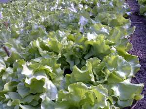 salata verde