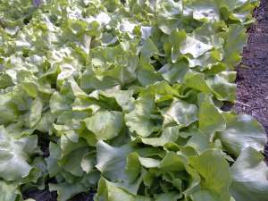 salata verde