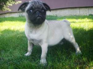 Mops pug de vanzare