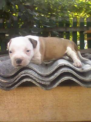 Vand puii amstaff IASI