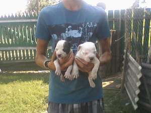 Vand puii amstaff IASI
