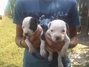 Vand puii amstaff IASI
