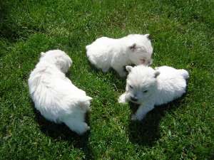 WESTIE / WESTY FOARTE FRUMOS!
