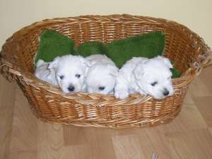 WESTIE / WESTY FOARTE FRUMOS!