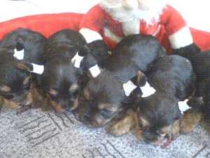 Yorkie extra minie foarte dragut