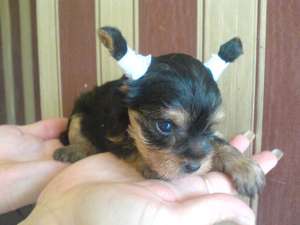 Yorkie extra minie foarte dragut
