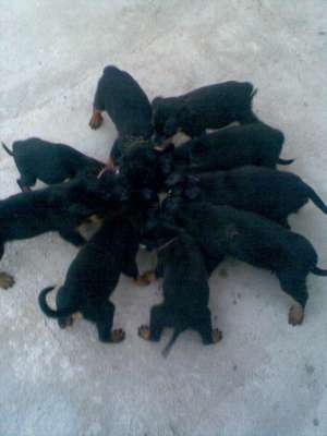 VAND PUI ROTTWEILER