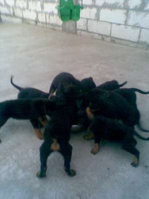 VAND PUI ROTTWEILER