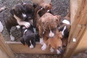 vand pui amstaff cu si fara pedigree 3 femele si 4 masculi .....parintzi se pot vedea ......