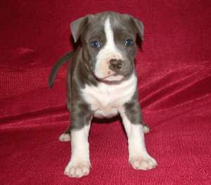 vand pui amstaff cu si fara pedigree 3 femele si 4 masculi .....parintzi se pot vedea ......