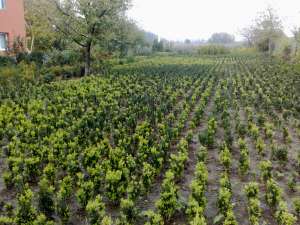 Vand BUXUS