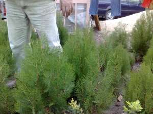 Vand BUXUS