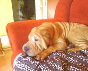 ofer mascul shar-pei pentru monta