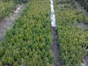 Vand BUXUS