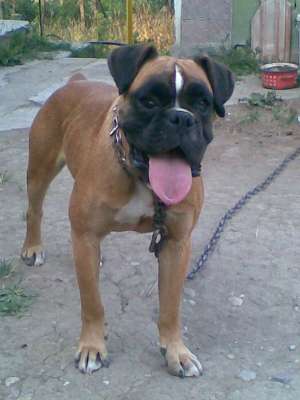 De vanzare caine,  rasa Boxer