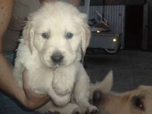 GOLDEN RETRIEVER