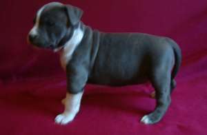 vand pui amstaff cu si fara pedigree