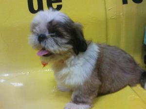 caine Shih-tzu