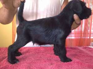 pui schnauzer mujlociu negru