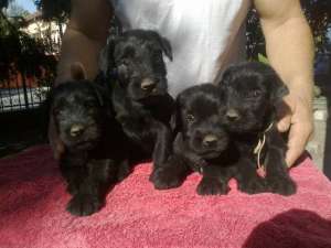 pui schnauzer mujlociu negru