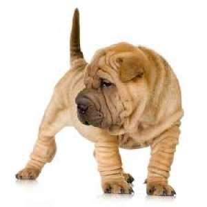 shar-pei de 6 saptamani