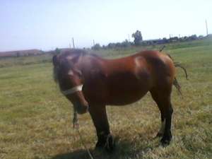 de vanzare 2 iepe......