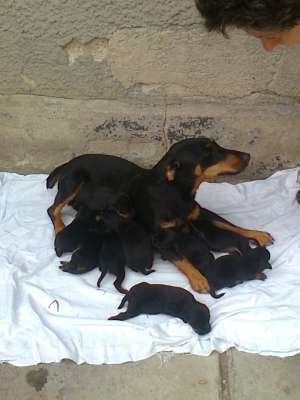 JAGD TERRIER - catei
