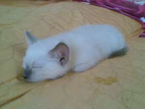 vand pui birmanez,  2 luni