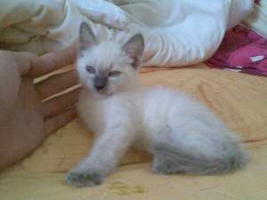 vand pui birmanez,  2 luni