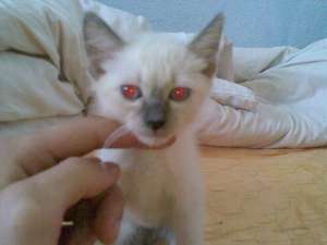 vand pui birmanez,  2 luni