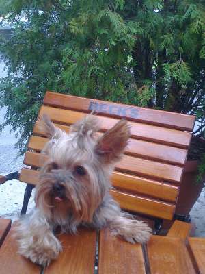 Caut Yorkshire Terrier Toy fetita pentru monta Timis