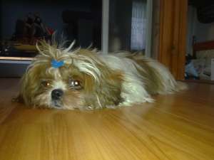 CAUT FETITA SHIH-TZU SA NE CUNOASTEM MAI BINE