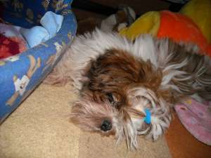 CAUT FETITA SHIH-TZU SA NE CUNOASTEM MAI BINE