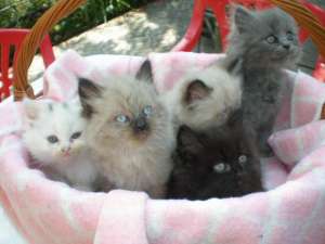 VAND PUI PISICA PERSANA
