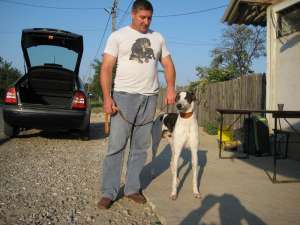 Ofer Greyhound pentru monta