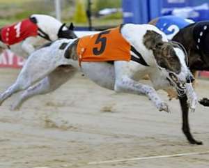 Ofer Greyhound pentru monta