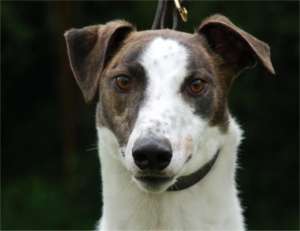 Ofer Greyhound pentru monta