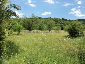 VANZARE TEREN INTRAVILAN 2000 MP IN FIENI � DAMBOVITA