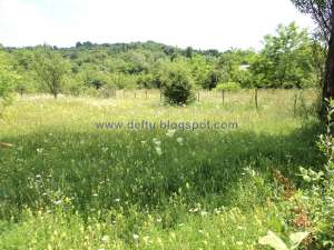 VANZARE TEREN INTRAVILAN 2000 MP IN FIENI � DAMBOVITA