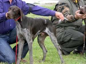 BRAC GERMAN,  pret mic,  mascul,  pedigree