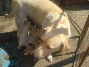 Labrador auriu