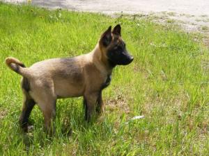vand pui ciobanesc belgian malinois