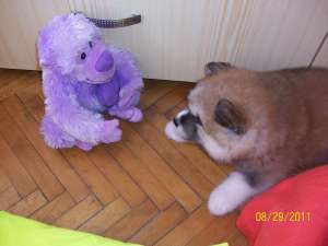 Vand Akita Inu Japonez,   mascul,   7 saptamani jumate.