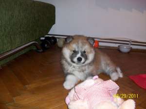 Vand Akita Inu Japonez,   mascul,   7 saptamani jumate.